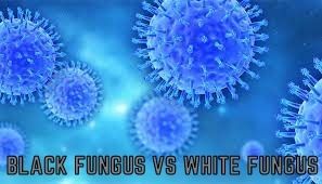 Black Fungus Vs White Fungus: Signs, Symptoms Cure and Who Is At More Risk?