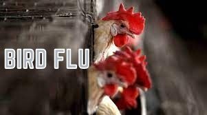 China Outline Worlds First Known Human Case Of H10N3 Bird Flu – Is This Start Of A New Pandamic?