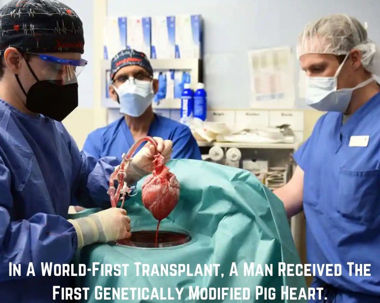 In A World-First Transplant, A Man Received The First Genetically Modified Pig Heart.