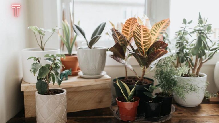 Houseplant Appreciation Day, Give Away A Free Snake Plant From The Sill.