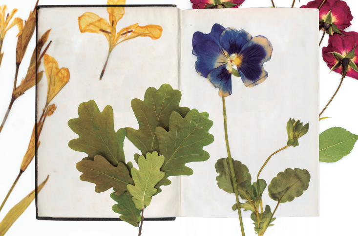 The herbarium of Rosalía de Castro: nature as a political and literary act