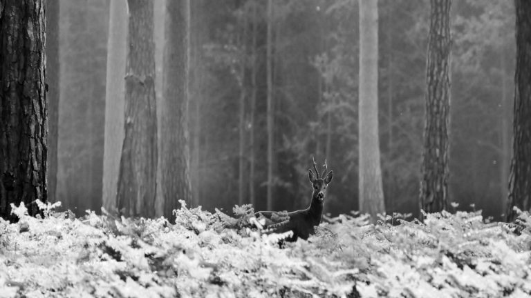 Geoffroy Delorme: Notes to survive in the forest as a roe deer