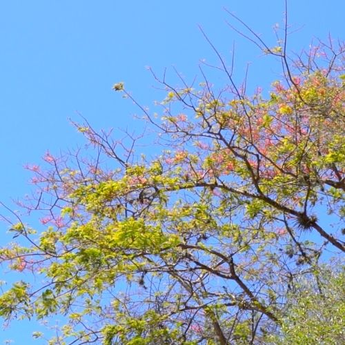 Jacarandas for Guatemala