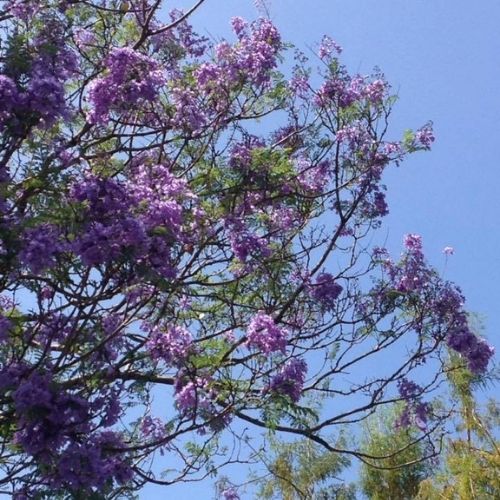 guatemalan jacarandas