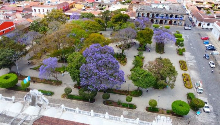 Photos of the impressive jacaranda trees in Guatemala 2022