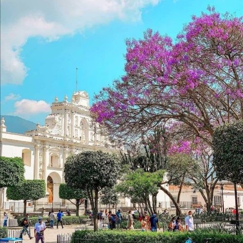 Guatemalan Jacarandas 2022