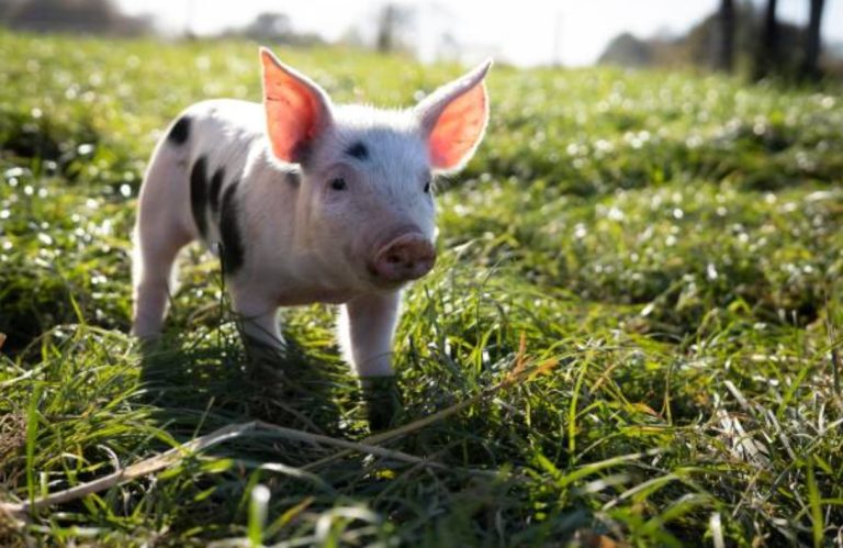 The United States Returns to Mexico Miniature Pig, Pet of Grandpa and his Granddaughter